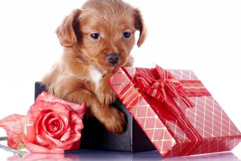 Women Want 13 Valentine Gifts